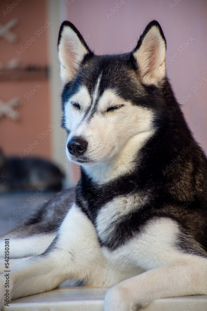 portrait of  beautiful siberian husky dog