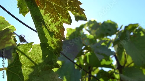 grape leaves in the sunset fall