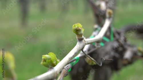 buds in spring on grapes