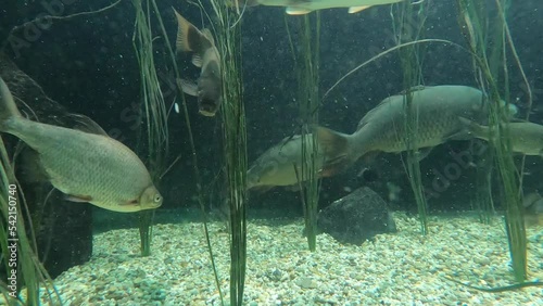 barbel roach and tench in the aquarium photo
