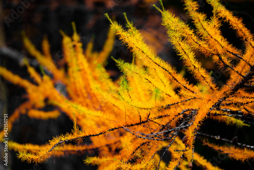 larch autumn