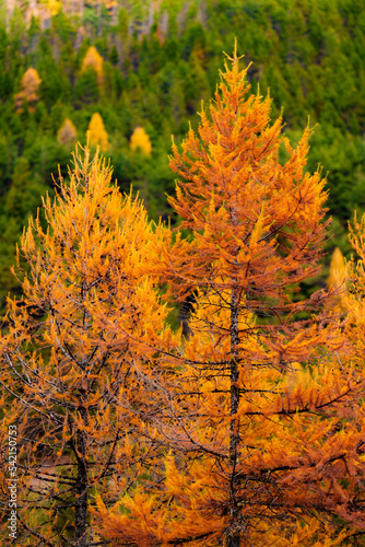 larch autumn