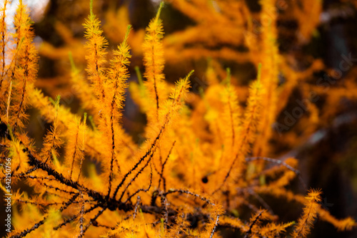 larch autumn
