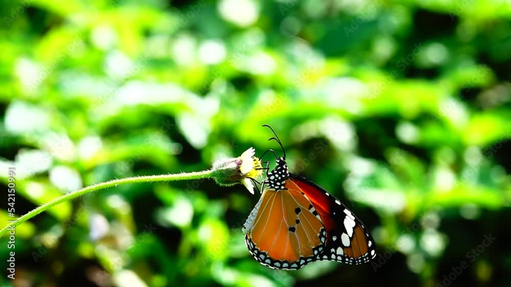 HD 1080p 250fps slow motion Thai beautiful butterfly on meadow flowers nature outdoor HD 1080p 250fps slow motion Thai beautiful butterfly on meadow flowers nature outdoor