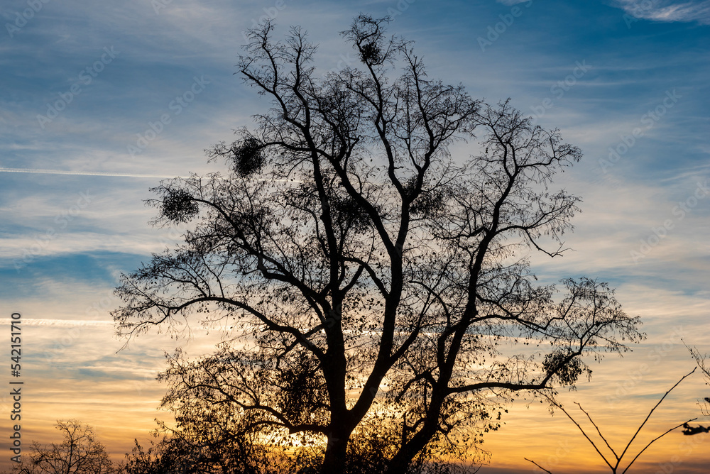 Die Silhouette eines laublosen Baumes in der Dämmerung vor leicht bewölktem Himmel Die Silhouette eines laublosen Baumes in der Dämmerung vor leicht bewölktem Himmel