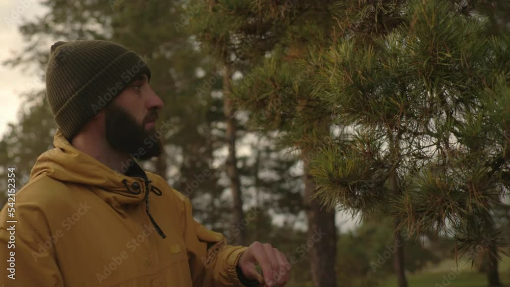 A bearded man collects pine needles for tea. Wilderness survival concept. A bearded man collects pine needles for tea. Wilderness survival concept.