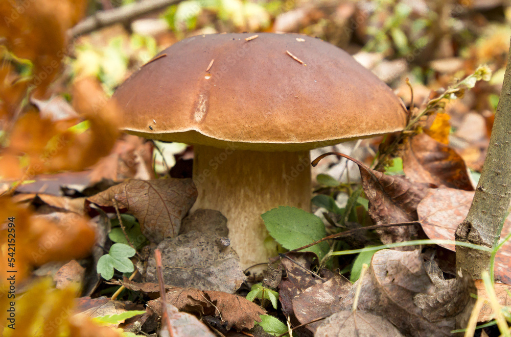 A white mushroom in the autumn forest. A white mushroom in the autumn forest.
