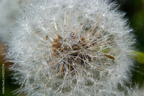 Blowball of Taraxacum plant on long stem. Blowing dandelion clock of white seeds on blurry green background of summer meadow. Fluffy texture of white dandelion flower closeup