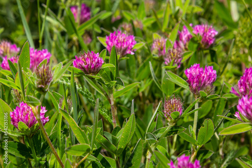 Trifolium pratense. Thickets of a blossoming clover. Red clover plants in sunshine. Honey bee at red clover flower. Flowering field with red clover and green grass