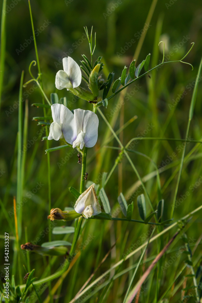 Vicia barbazitae Vicia laeta, Fabaceae. Wild plant shot in spring. Vicia barbazitae Vicia laeta, Fabaceae. Wild plant shot in spring.