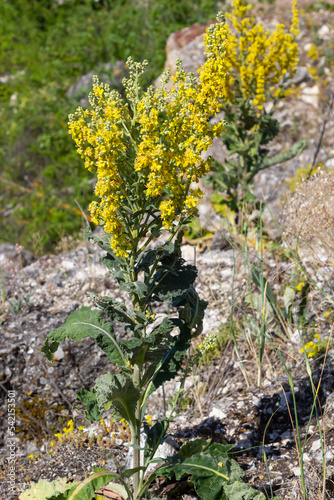 Mullein Verbascum in a natural environment of growth. Plant is highly valued in herbal medicine, it is used in the form of infusions, decoctions, ointments, oils