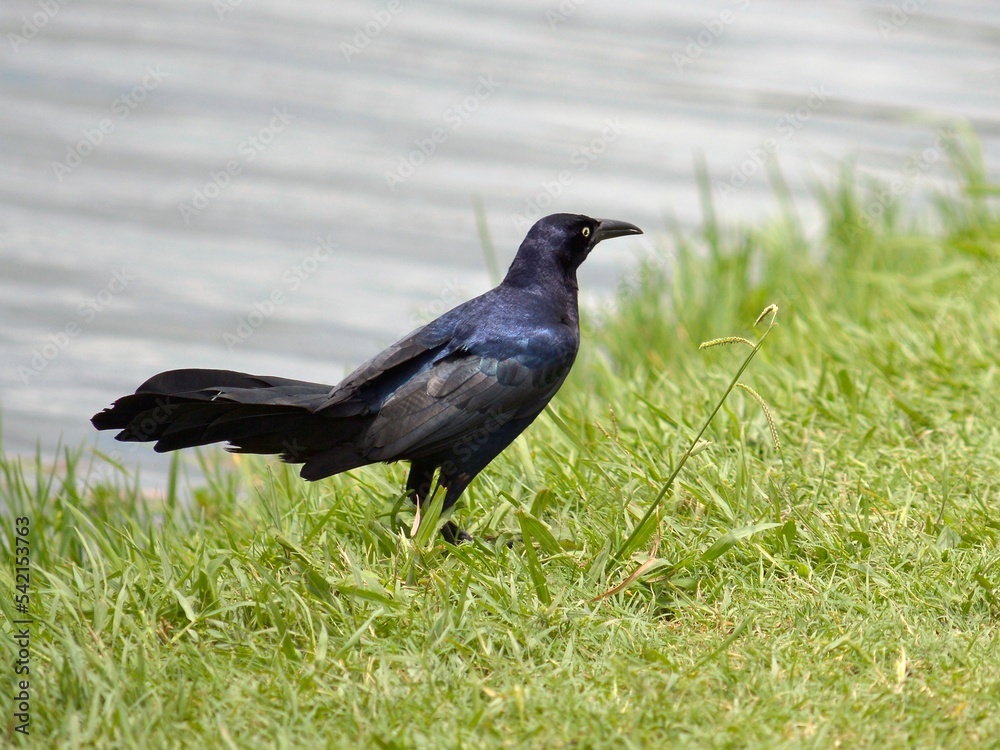 Black Boat-tailed grackle on the grass by the lake Black Boat-tailed grackle on the grass by the lake