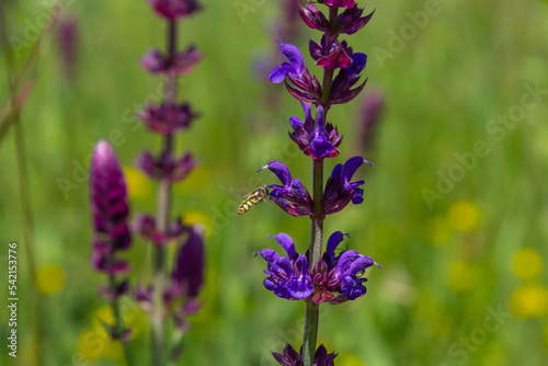 Macro of salvia sage blossoms as it just begins to bloom. Salvia deserta