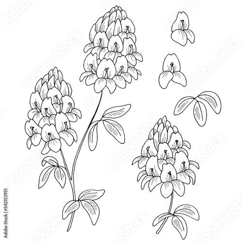 Foto Alfalfa flower graphic black white isolated sketch illustration vector