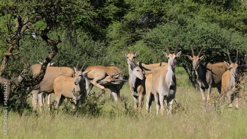 An eland antelope (Tragelaphus oryx) herd in natural habitat, Mokala National Park, South Africa An eland antelope (Tragelaphus oryx) herd in natural habitat, Mokala National Park, South Africa