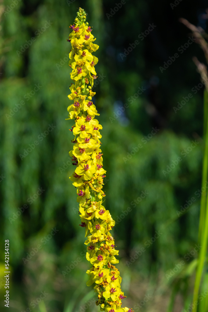 honey bee collecting pollen on a black mullein blossom, verbascum nigrum. side view with copy space honey bee collecting pollen on a black mullein blossom, verbascum nigrum. side view with copy space