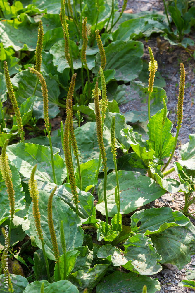 Plantago lanceolata is a species of flowering plant in the plantain