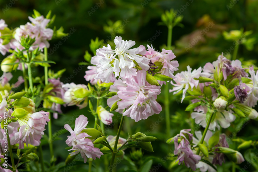 Saponaria officinalis white flowers in summer garden. Common soapwort, bouncing-bet, crow soap, wild sweet William plant Saponaria officinalis white flowers in summer garden. Common soapwort, bouncing-bet, crow soap, wild sweet William plant