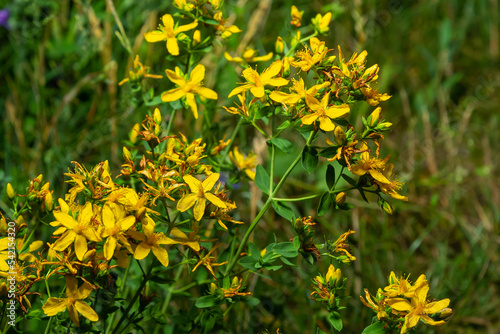 Hypericum flowers Hypericum perforatum or St Johns wort on the meadow   selective focus on some flowers
