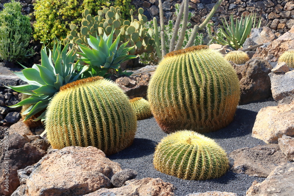 beautiful cactus growing on black volcanic ground on lanzarote beautiful cactus growing on black volcanic ground on lanzarote