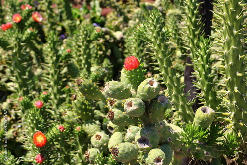 beautiful cactus growing on black volcanic ground on lanzarote