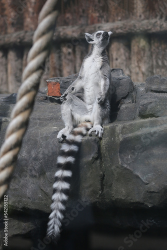 The ring-tailed lemur, Lemur catta is a large strepsirrhine primate and the most recognized lemur due to its long, black and white ringed tail