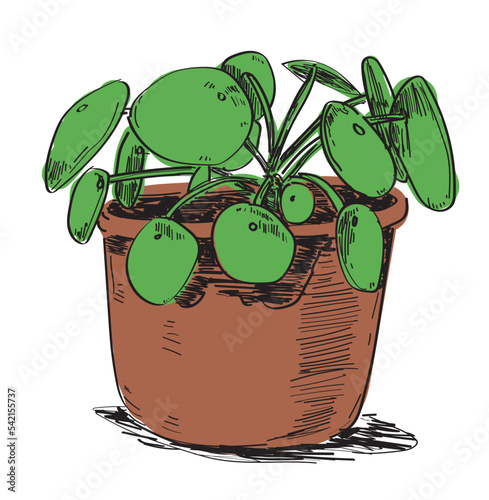  Chinese money plant linear pen drawing Pilea peperomioides illustration gardening house home plant isolated on white background