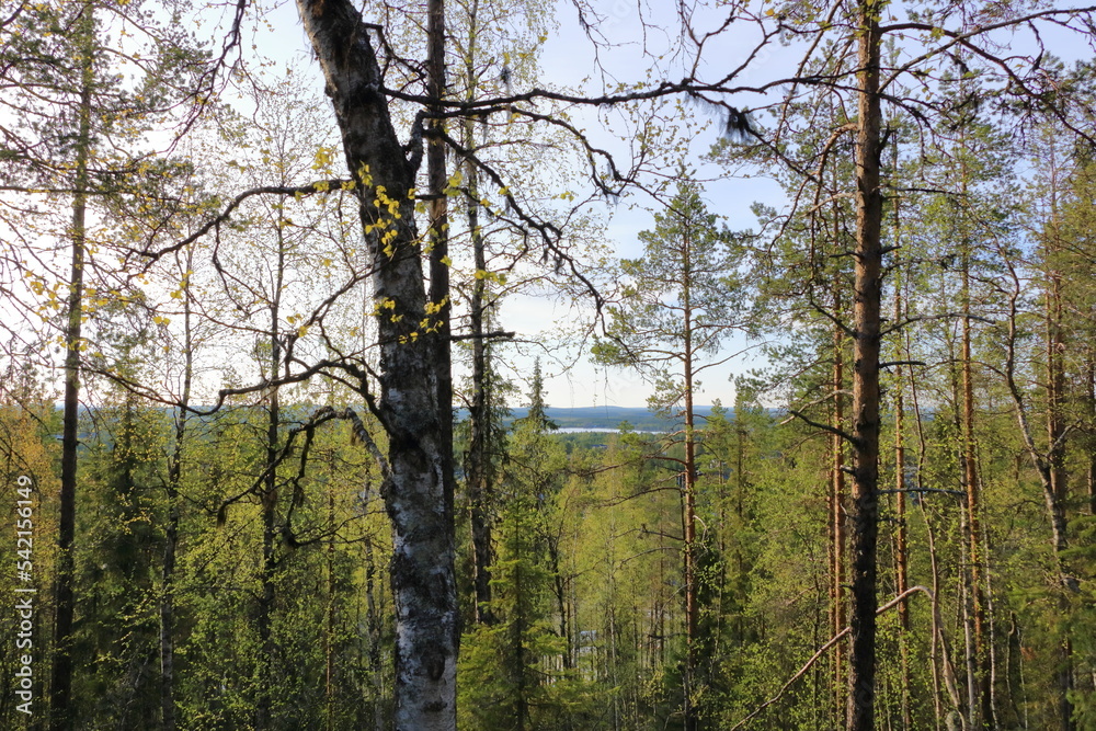 Fototapeta premium woodland in summer in Levi ski resort in Lapland, Finland