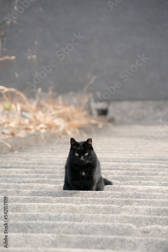 Fototapeta Naklejka Na Ścianę i Meble -  黒猫