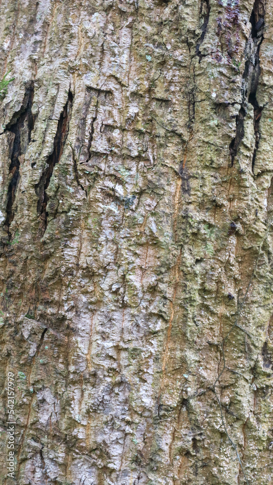 mossy and moldy bark on a tree as a background mossy and moldy bark on a tree as a background