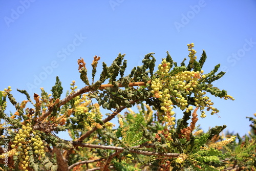 Detail of frankincense tree (Boswellia sacra) near Salalah, Oman photo