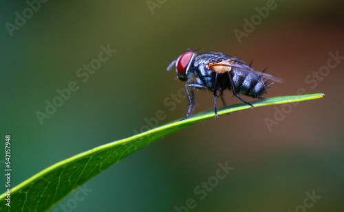 fly standing on leaf photo