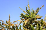 Detail of frankincense tree (Boswellia sacra), Oman