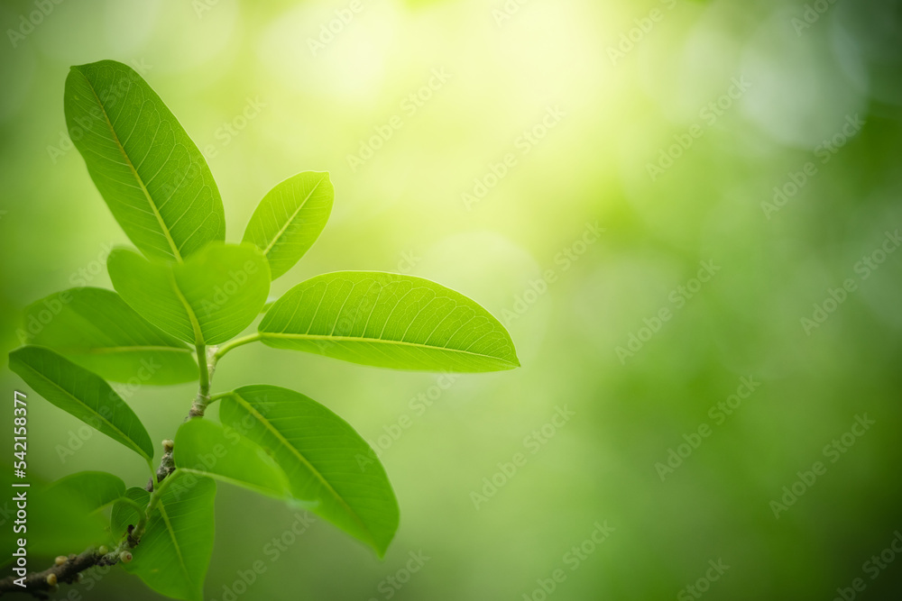 Nature of green leaf in garden. Natural green leaves plants using as spring background cover page environment ecology or greenery wallpaper Nature of green leaf in garden. Natural green leaves plants using as spring background cover page environment ecology or greenery wallpaper