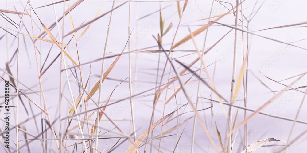 Abstract natural background of chaotic dry leaves of reeds on blurred lavender color banner. Autumn leaves of pampas grass, blurry nature fon. Dry reeds boho style. Close up stems of tall grass Abstract natural background of chaotic dry leaves of reeds on blurred lavender color banner. Autumn leaves of pampas grass, blurry nature fon. Dry reeds boho style. Close up stems of tall grass