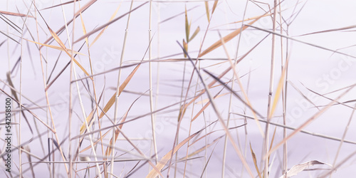 Abstract natural background of chaotic dry leaves of reeds on blurred lavender color banner. Autumn leaves of pampas grass  blurry nature fon. Dry reeds boho style. Close up stems of tall grass