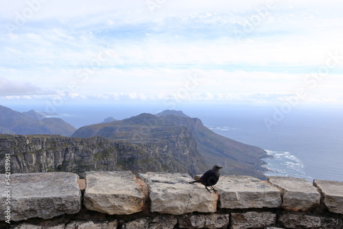 A general view of the back sloaps of Table Mountain seen in the evening light. Cape Town, South Africa. photo