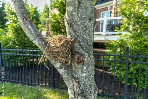 Closeup of bird's nest on a old mossy tree in a home garden on a sunny day