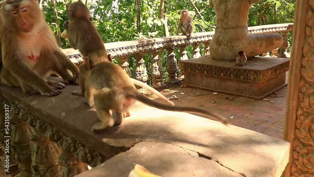 Two baby macaque monkey ruckus over a banana at Phnom Srey and Phnom ...