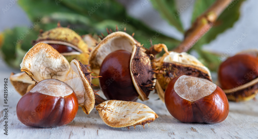 Still life with a chestnut branch with prickly fruits. Still life with a chestnut branch with prickly fruits.