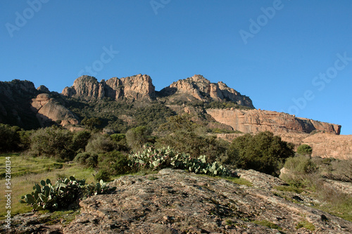 Figuier de Barbarie , Opuntia ficus indiga , Site protégé du Massif de l'Esterel, 83, Var