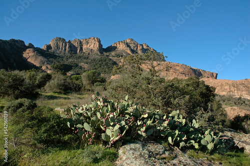 Figuier de Barbarie , Opuntia ficus indiga , Site protégé du Massif de l'Esterel, 83, Var photo