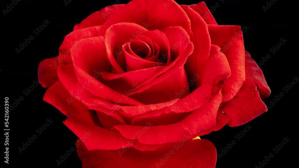 Beautiful red Rose Flower background. Blooming rose flower open, time lapse, close-up. Wedding backdrop, Valentine's Day, holiday, love, birthday design concept. Top view