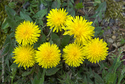 Pissenlit  Taxacum officinale