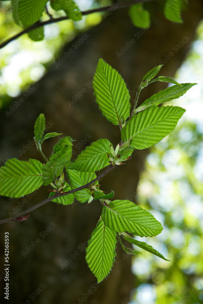 Charme, Carpinus betulus , écorce Charme, Carpinus betulus , écorce
