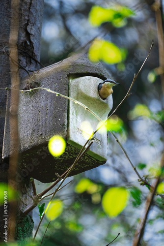 Blaumeise im Vogelhäuschen photo