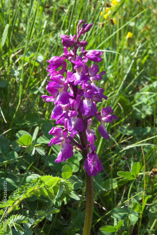 Orchis à larges feuilles, Orchis latifolia Orchis à larges feuilles, Orchis latifolia