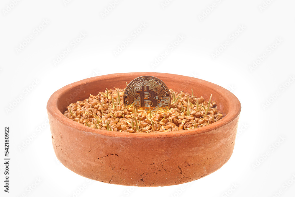 Sprouted wheat and Bitcoin coin. Sprouted wheat on a white background in a clay bowl. Bitcoin coin and sprouted grain. Sprouted wheat and Bitcoin coin. Sprouted wheat on a white background in a clay bowl. Bitcoin coin and sprouted grain.