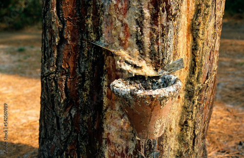 Pin maritime, Pinus maritima, Résine, Gemmage, Forêt des Landes, Gironde, 33, France photo