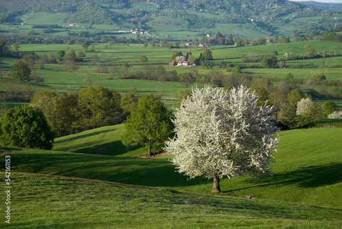 Foto Merisier, Prunus avium, Parc naturel régional du Morvan, 71, Saône et Loire